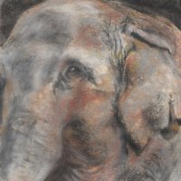 Elephantextures